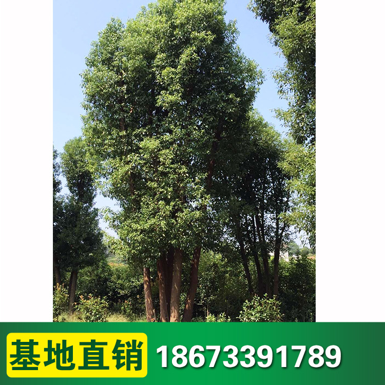 小区常绿乔木,小区里四季常青的植物,常绿乔木常绿阔叶(第8页)_大山谷图库