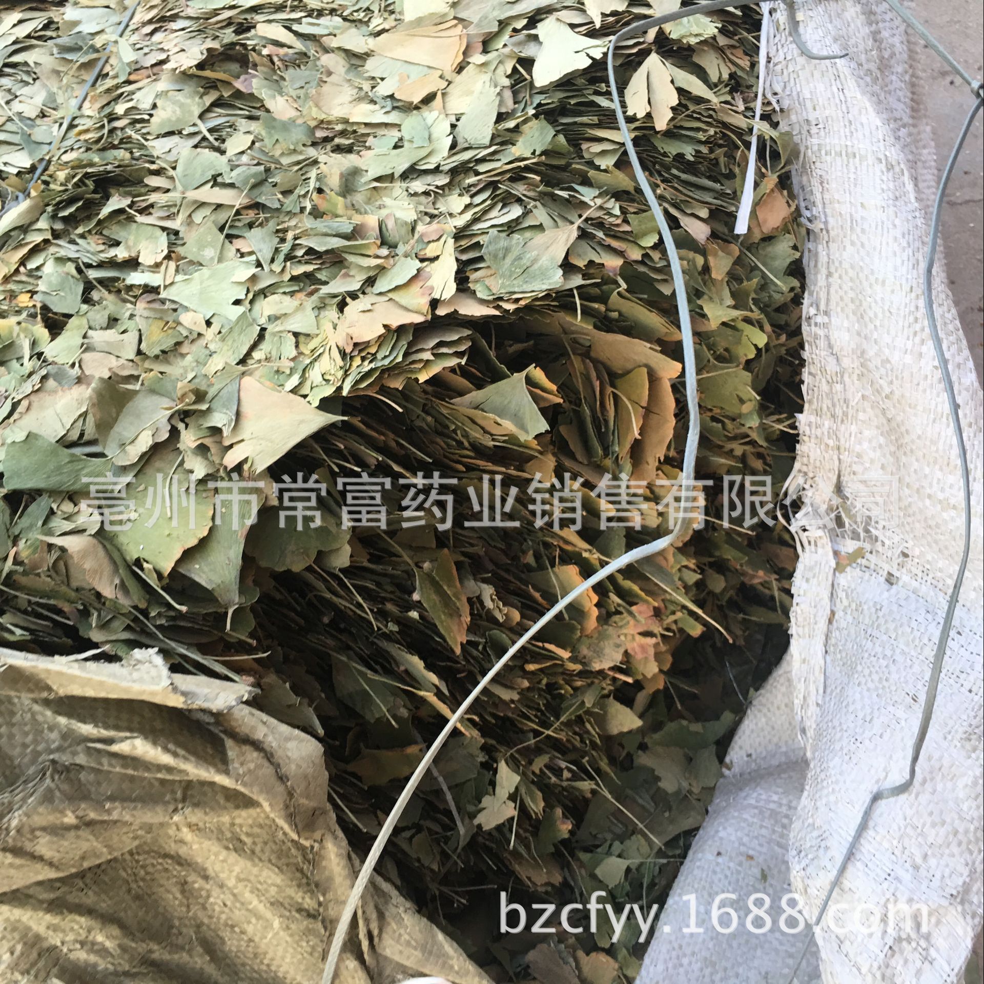Ginkgo Leaf Tea Yin Xing Ye Dried Ginkgo biloba Leaves Triangular Teabags Fresh Green Cut Leaf 500g preparation
