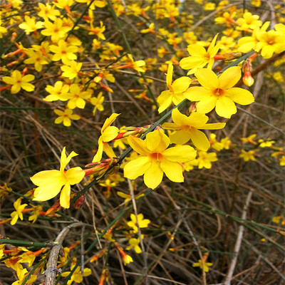 supply green engineering Seedlings wholesale Winter jasmine Winter jasmine Seedlings Cold-resistant flowers and plants Seedlings