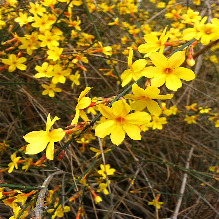 supply green engineering Seedlings wholesale Winter jasmine Winter jasmine Seedlings Cold-resistant flowers and plants Seedlings