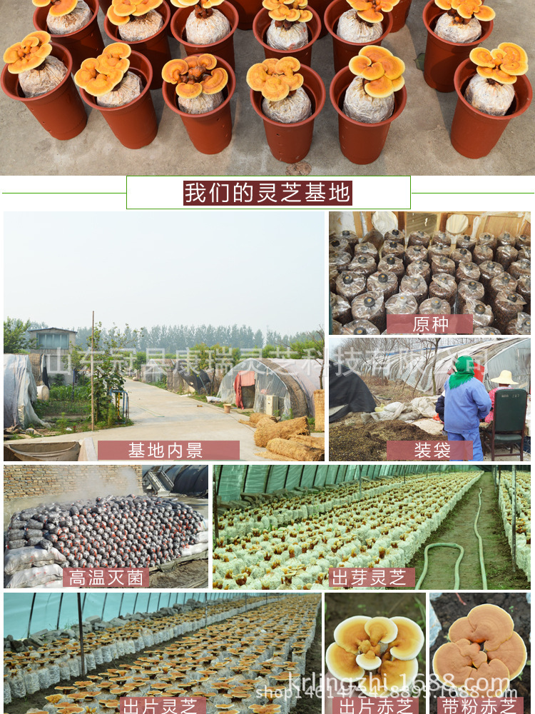 山东灵芝盆景 盆栽灵芝 灵芝种苗 菌种菌包 食用菌菌棒 灵芝盆栽-阿里巴巴