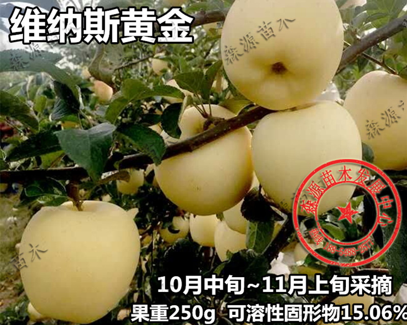 采摘园选择果树品种-苹果苗系列