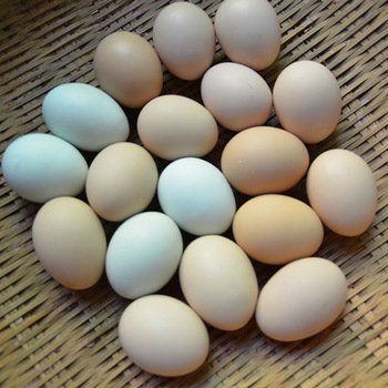 【土鸡蛋收购商】土鸡蛋\/散养价格_土鸡蛋\/农