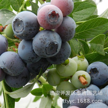 都克 藍豐北方藍莓樹苗 南北方果樹苗 北陸 晚熟達柔藍莓價格