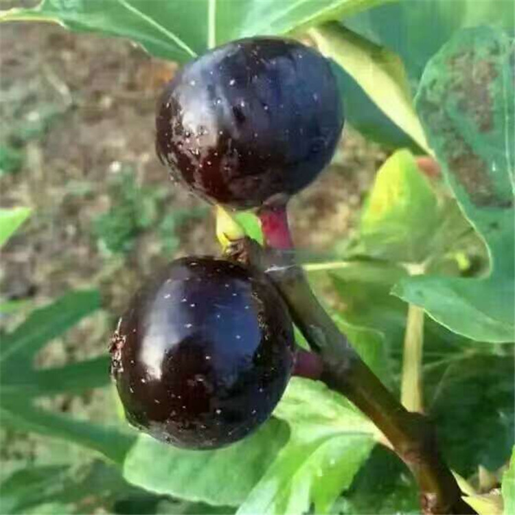 广东地区无花果苗销售 波姬红无花果 个大皮红口感好 包成活
