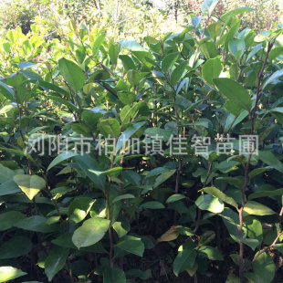 ���ϾG����ľС�~��ľ���A�yĸ ���̾G����ĸ���� ͥԺ��ĸС��