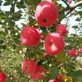 现货洛川红富士 12枚75 丑苹果 大量批发皮薄肉厚脆甜多汁应季