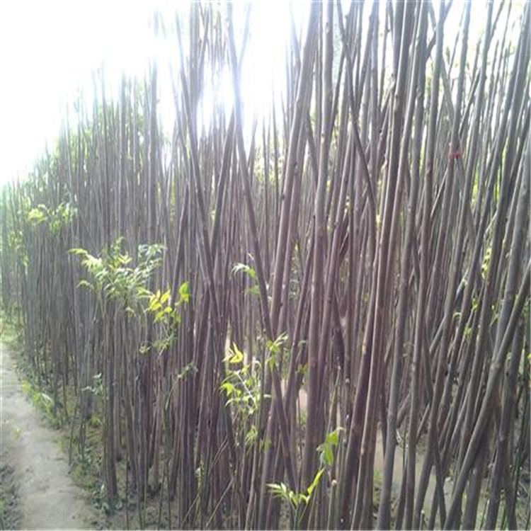 0_guoshulvhuamiao_9131_2014061