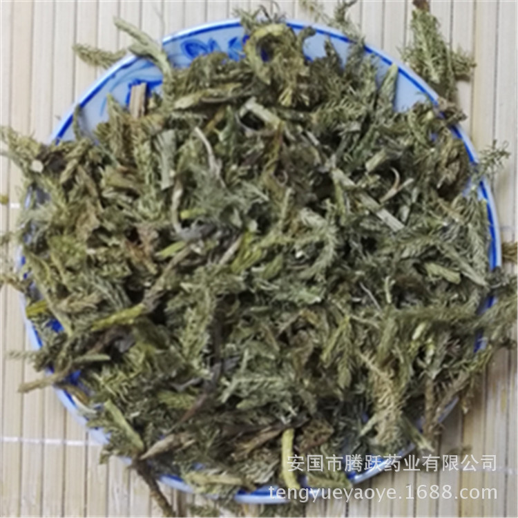 Dried Lycopodium Herb Shen Jin Cao Whole Herb Traditional TCM Botanical Wholesale overview