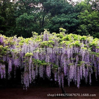 苗圃直销花苗 紫藤苗 庭院别墅造景 多花紫藤 攀援爬藤植物|ms
