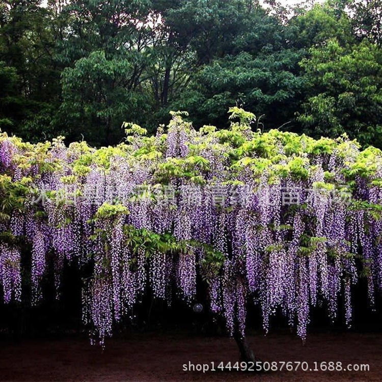 苗圃直销花苗 紫藤苗 庭院别墅造景 多花紫藤 攀援爬藤植物|ms