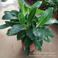 ���l�ҾӴ������҃��k����ֲ�����U����ֲ��[��ֲ�� ���R����