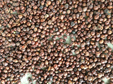 批發精品優質原產地   枇杷籽  枇杷種子價格按實際市場定價。