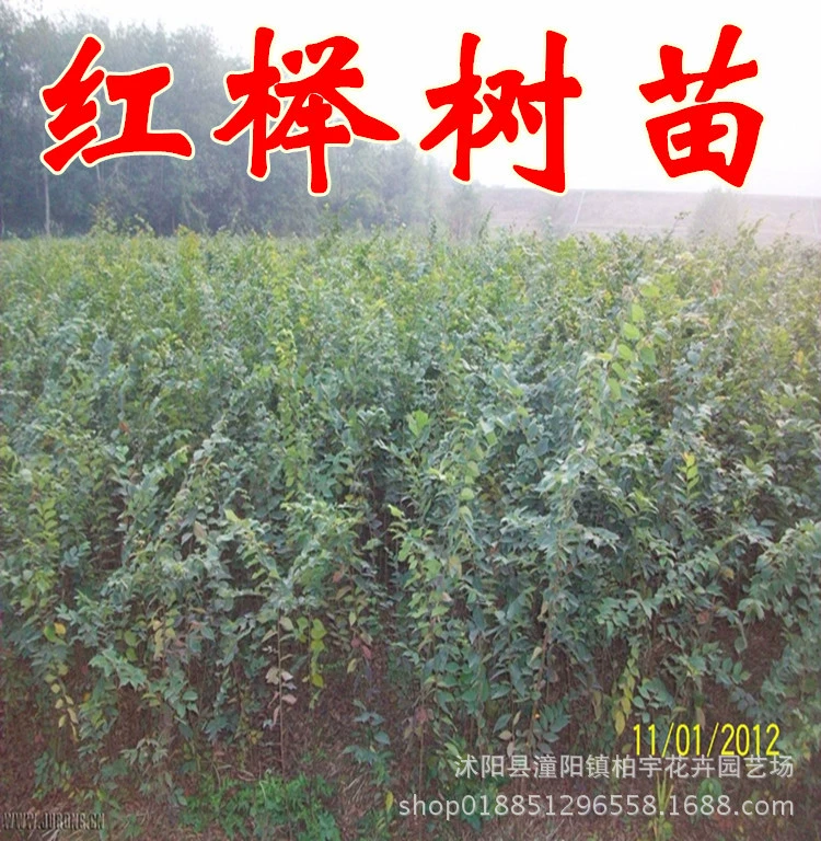 Озеленение Саженцев Аутентичные Саженцы Красного Бука Саженец Поднятие крови Саженец Озеленение Саженца Саженец Саженца Ландшафтные Деревья