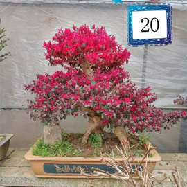 江苏红花继朩桩 10-12cm 造型红花继木树桩 红继朩盆景
