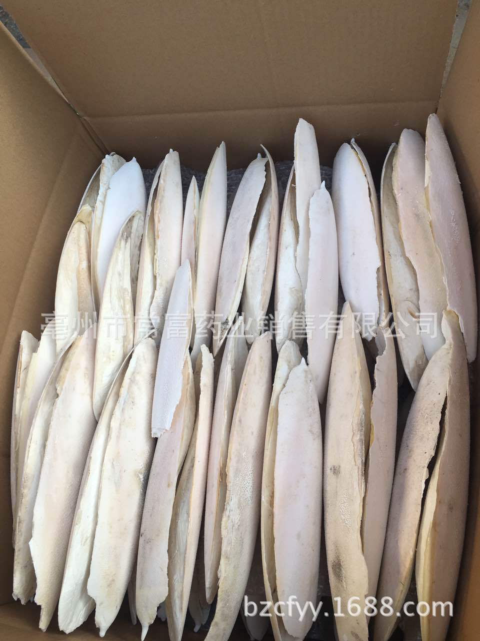 Cuttlebone Hai Piao Xiao 海螵蛸 Dried Cuttlefish Bone 500g Natural Sun Dried Whole Form quality and texture