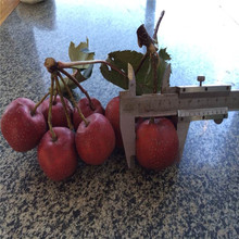 嫁接山楂苗哪里多 1到5公分山楂苗的价格 当年结果 供应山楂苗