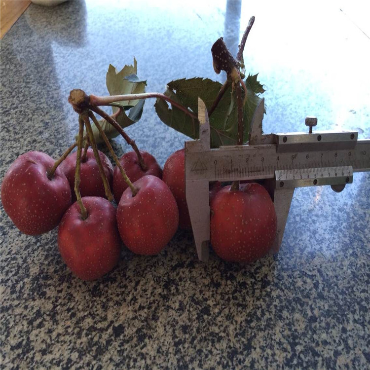 嫁接山楂苗哪里多 1到5公分山楂苗的价格 当年结果 供应山楂苗