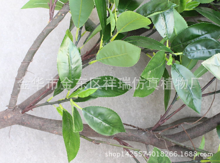 XRS-132单杆贵定云雾古茶叶树510叶3