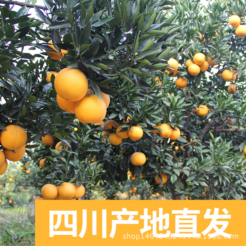 现摘现发四川脐橙 新鲜橙子皮薄汁多鲜果9斤装精品果包邮一件代发|ru