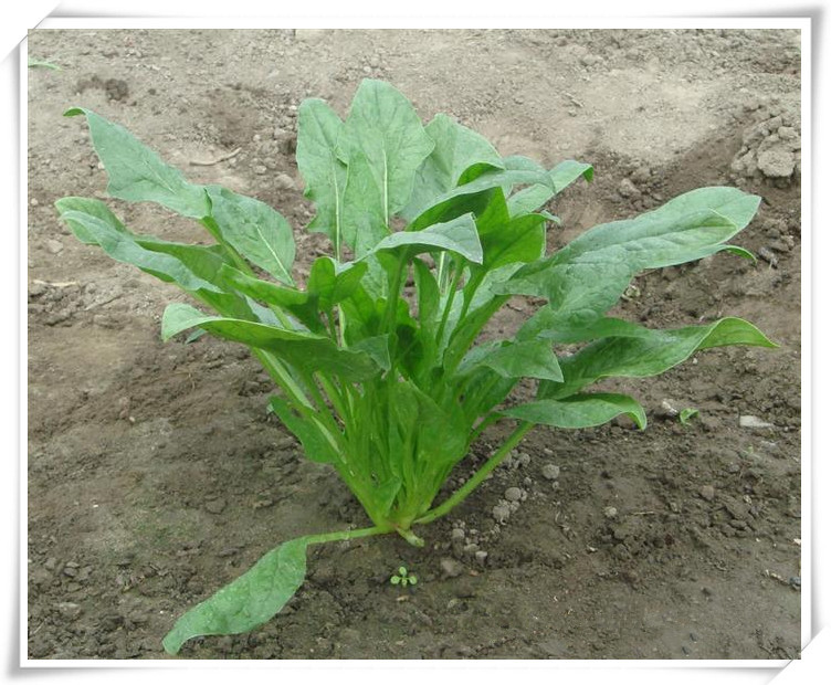 菠菜1