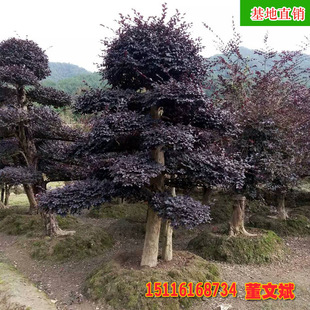 ���l���ιŘ��t���^ľ ��Ʒ�@�ֹ��̾G����ľҎ���Rȫ ����ֱ�N