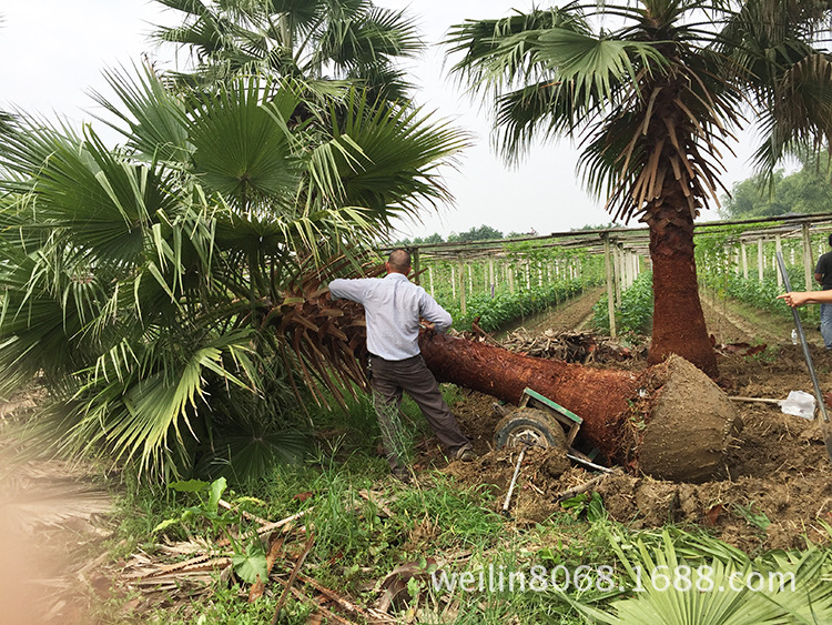 老人葵（华棕）（华盛顿棕榈）