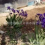 植物开花庭院室外鸢尾