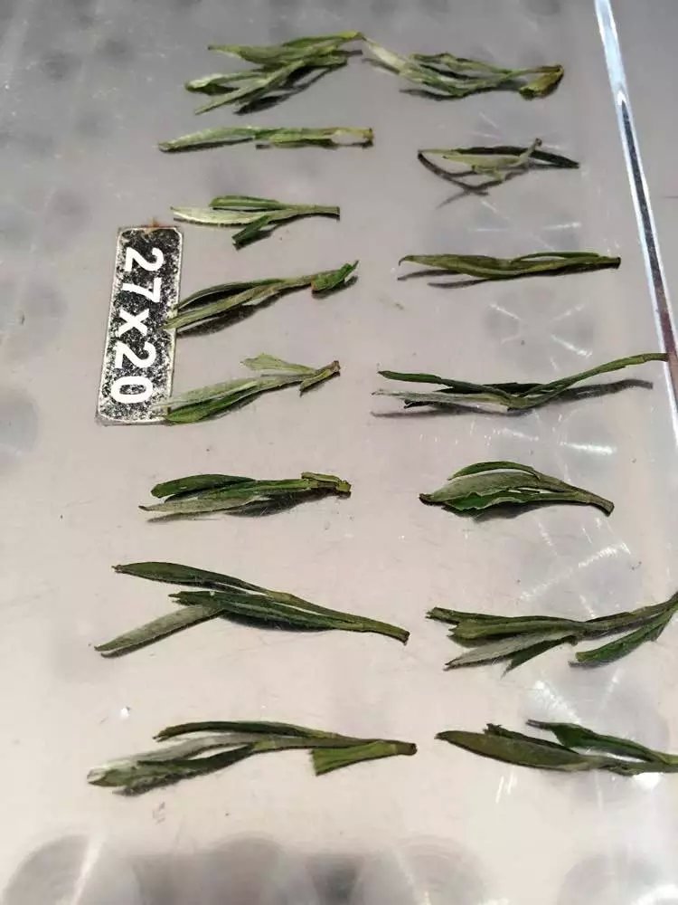 2025年新茶上市  明前春茶 黄芽 散装绿茶批发 散装茶叶 一斤起批