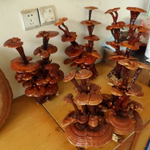 供应灵芝盆景     山东灵芝盆景   灵芝盆景批发