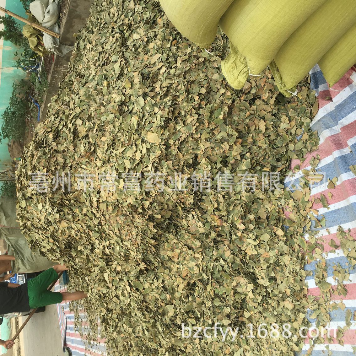 Ginkgo Leaf Tea Yin Xing Ye Dried Ginkgo biloba Leaves Triangular Teabags Fresh Green Cut Leaf 500g in use