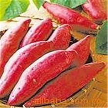 山东泗水地瓜价格_今日最新山东泗水地瓜价格