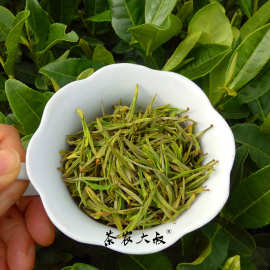 绿茶春茶2023新茶  毛峰白茶凤型白茶 货源厂家批发散茶浙江湖州