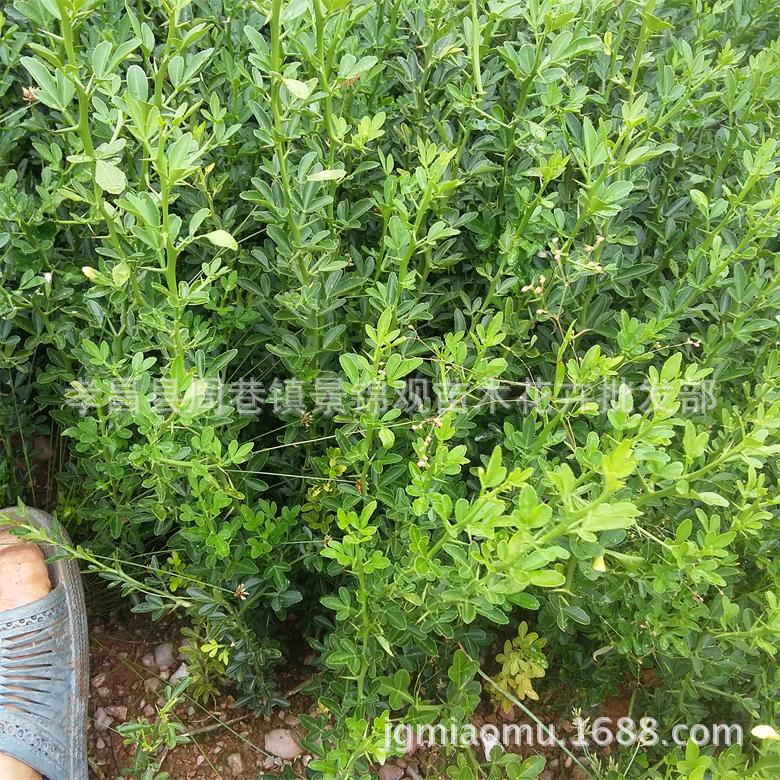 自产自销机壳苗优质枳壳苗枸桔苗 枸橘砧木苗湖北枸橘苗包速递-阿里巴巴