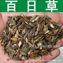 百日花种子 百日草种子 百日菊 火球花 对叶菊 1件=1斤