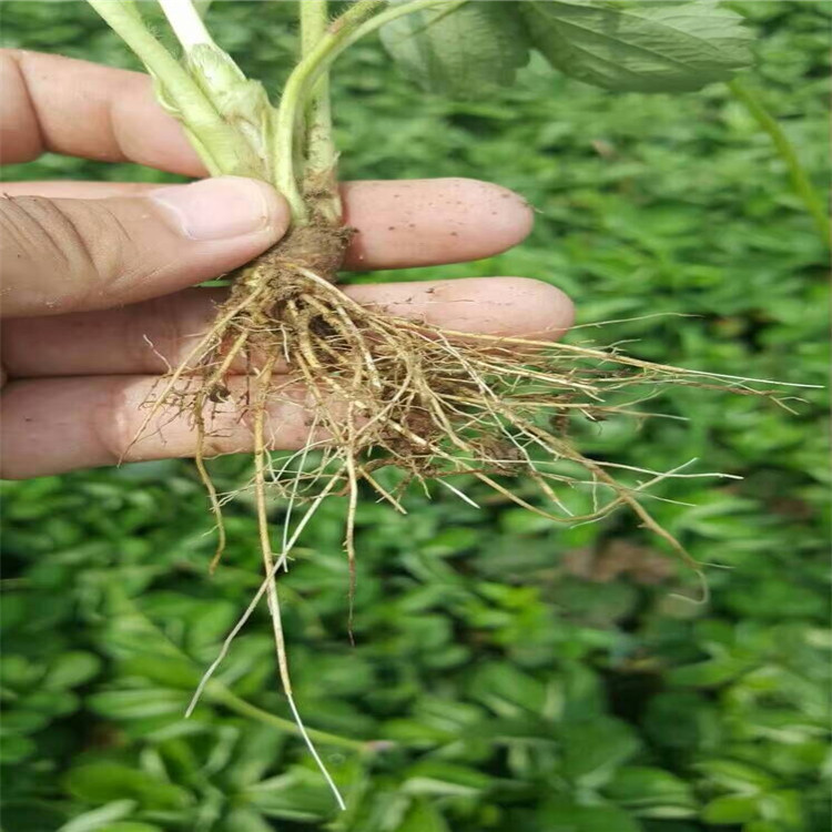 QQ图片20160809222200_副本