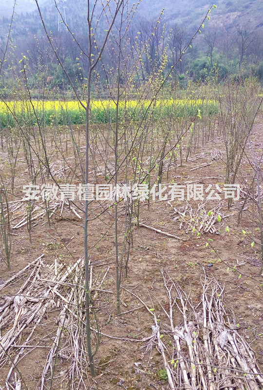 湖南现珍稀青檀树_青檀树收入