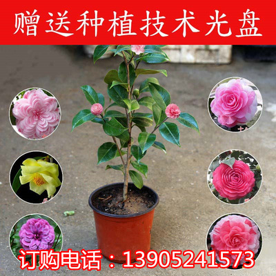 室内盆栽花卉 批发 茶花苗 观花植物 山茶花小树苗 绿化树苗 重瓣|ms