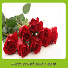 成都鲜花批发_供应成都鲜花批发