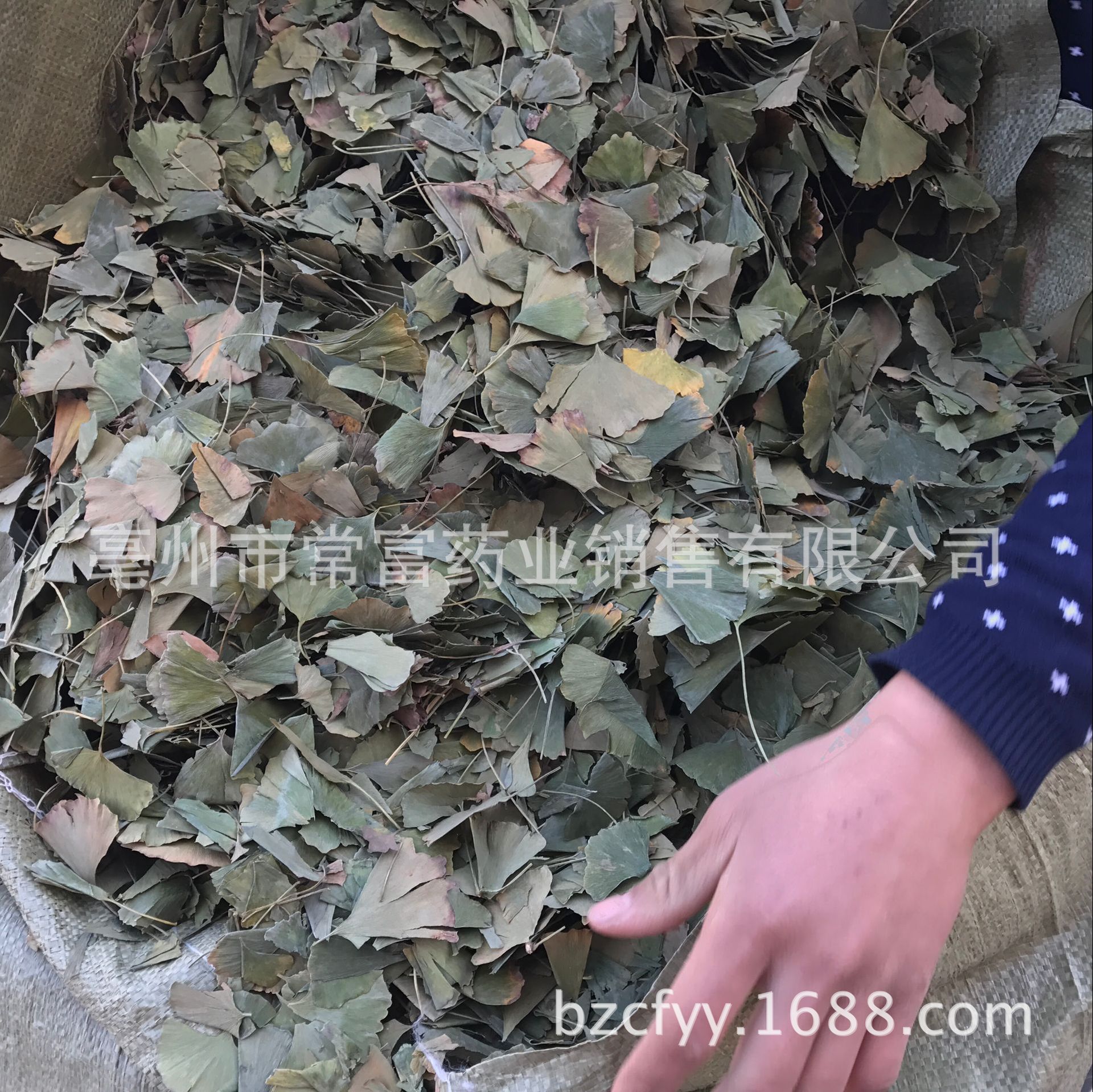Ginkgo Leaf Tea Yin Xing Ye Dried Ginkgo biloba Leaves Triangular Teabags Fresh Green Cut Leaf 500g specifications
