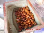 泰安市东南亚板栗