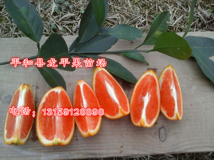 卡拉红橙1_meitu_2