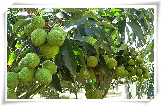 荔枝核5
