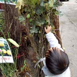 涪陵无花果苗 四川无花果贵州无花果湖南湖北云南无花果树苗批发