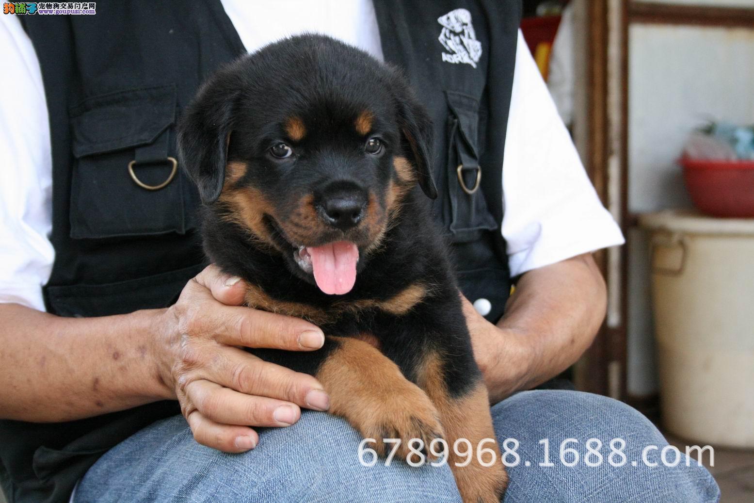 罗威纳犬,