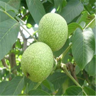 ����ֱ�N ��������� �猍Ʒ�N �m��ɽ�^ ��Ƥ���Ҙ�  Ʒ�N����