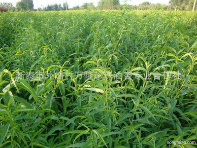 水果种子、种苗-桃树苗生产基地批发 新品种1