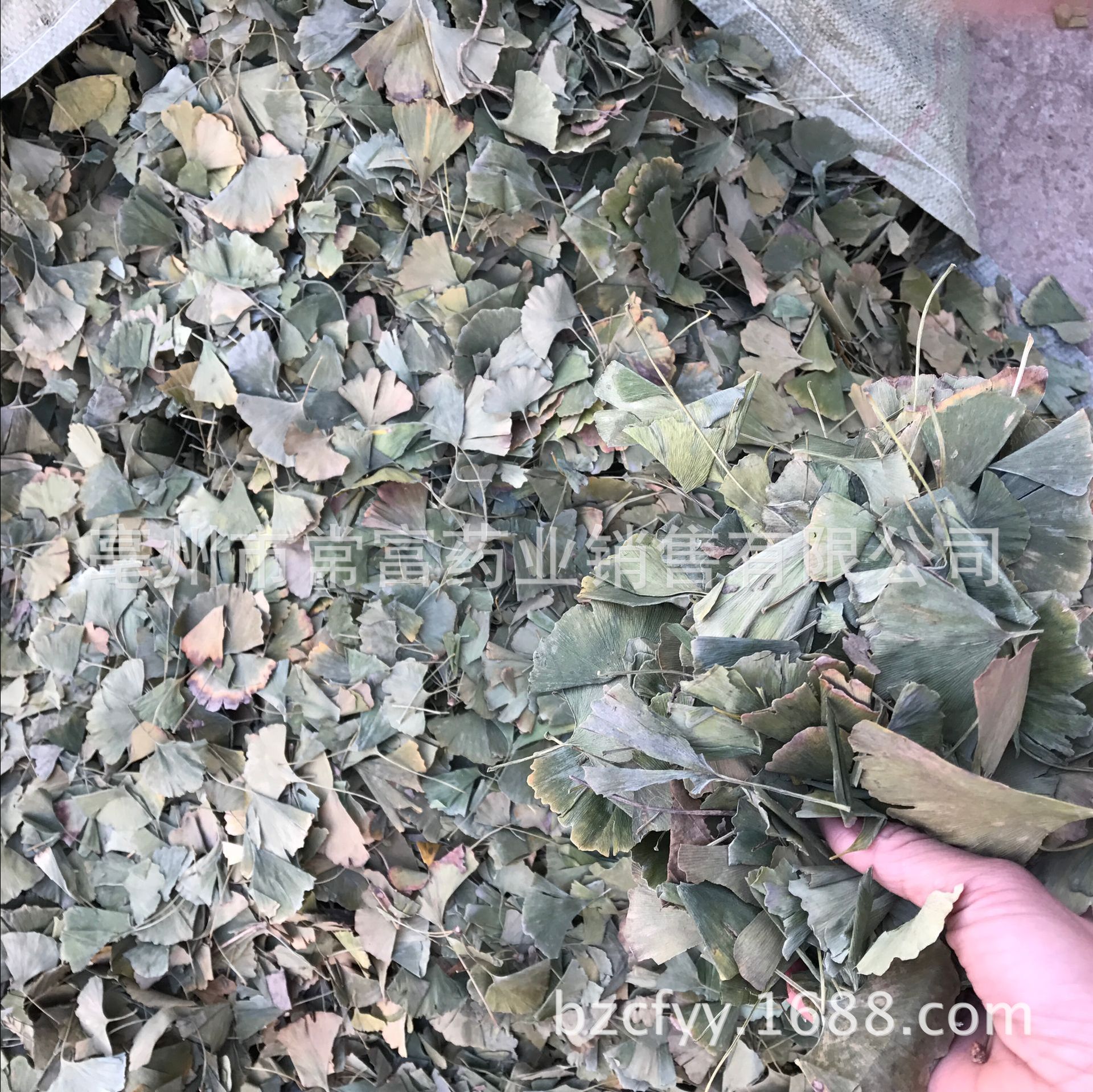 Ginkgo Leaf Tea Yin Xing Ye Dried Ginkgo biloba Leaves Triangular Teabags Fresh Green Cut Leaf 500g specifications