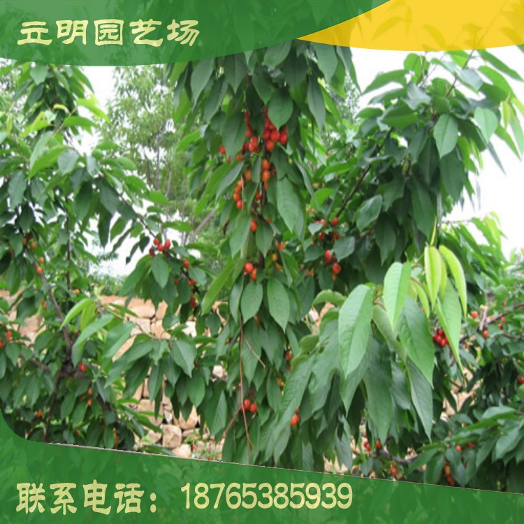conew_樱桃苗2