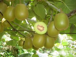 _软枣猕猴桃树苗 苗圃组培软枣 无毛猕猴桃 甜